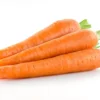 carrot